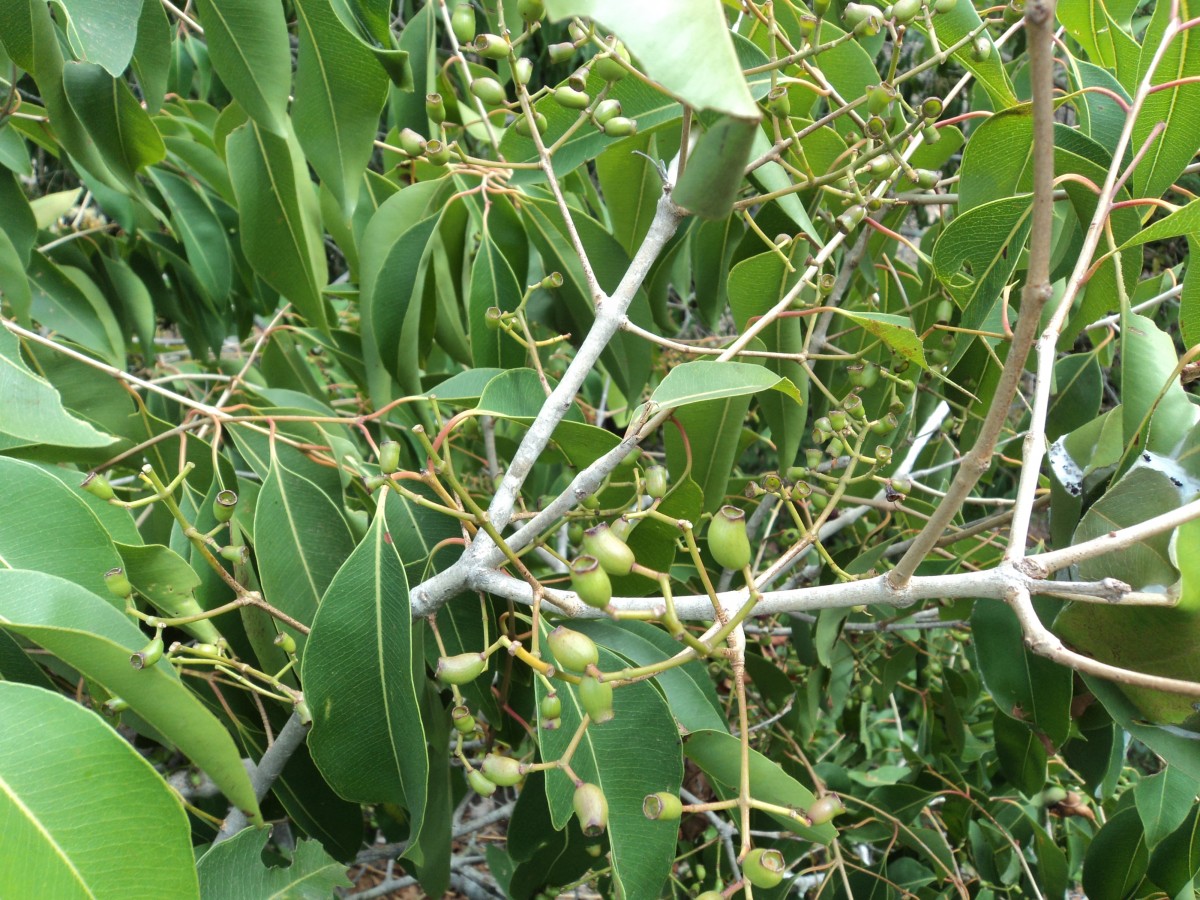 Syzygium cumini (L.) Skeels